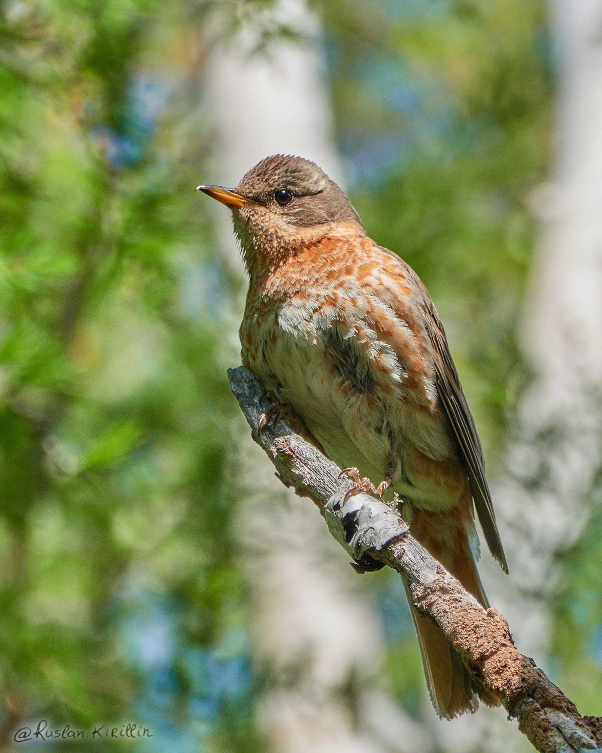 Рыжий Дрозд Науманна