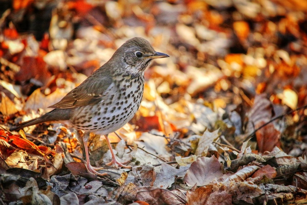 Дрозд деряба птенец