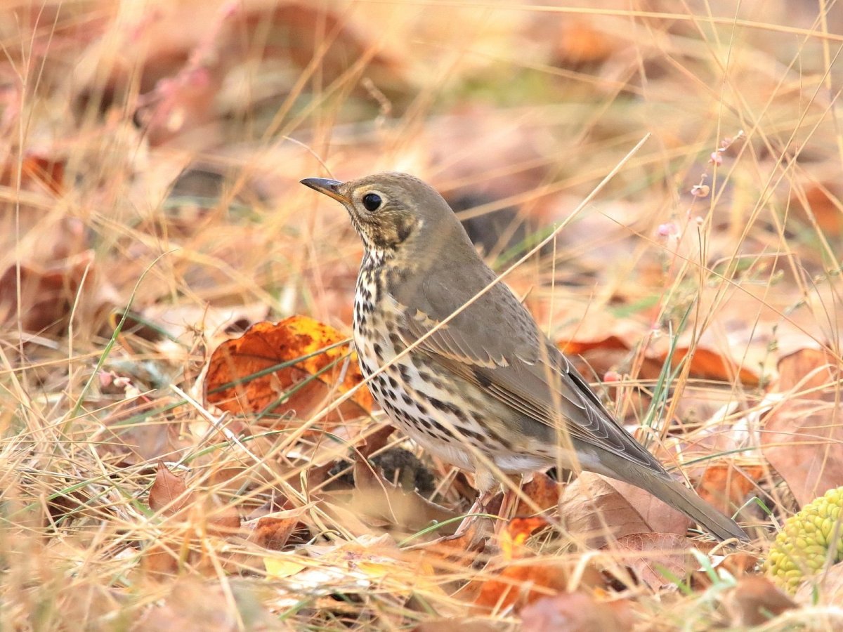 Певчий Дрозд (turdus philomelos)