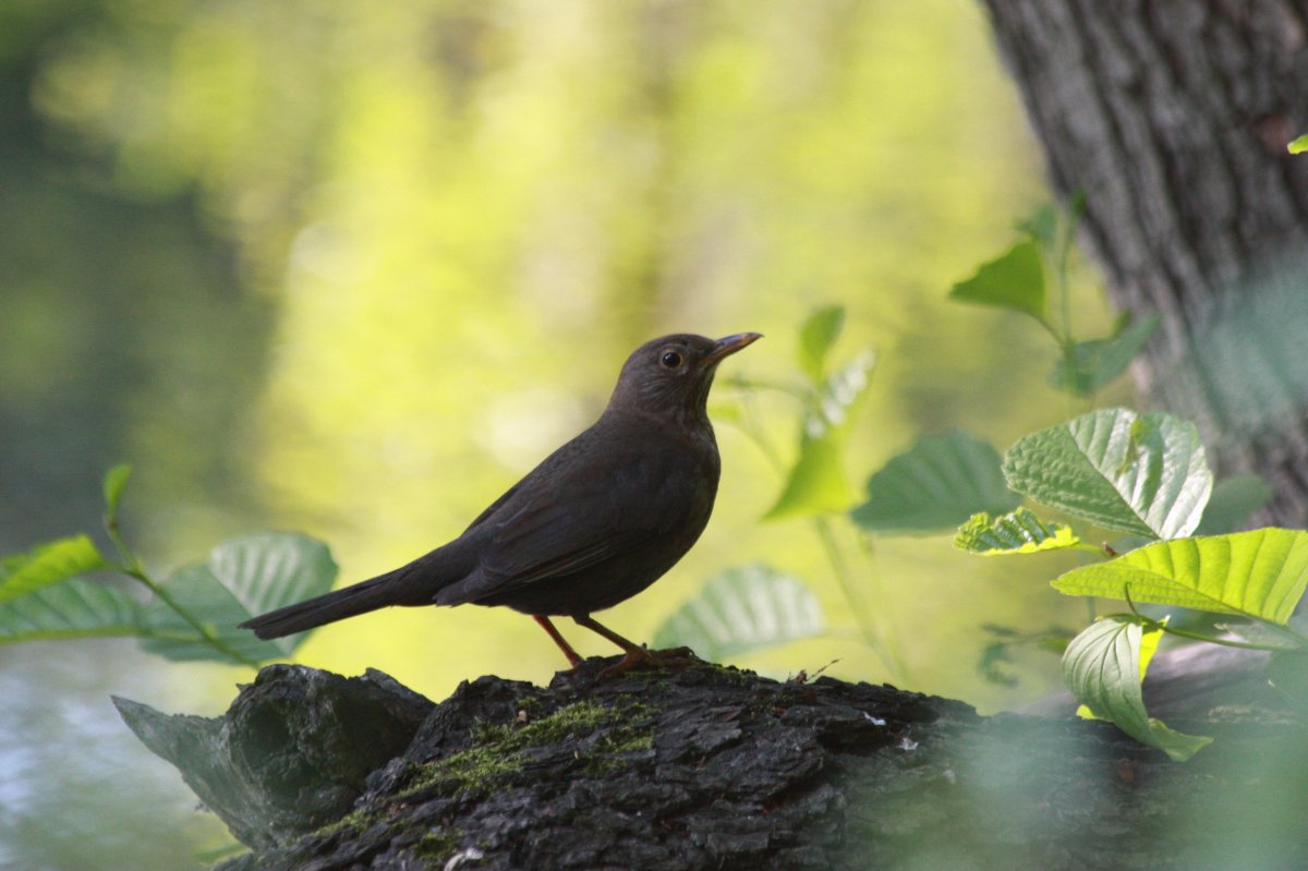 Дрозд Бикнелла