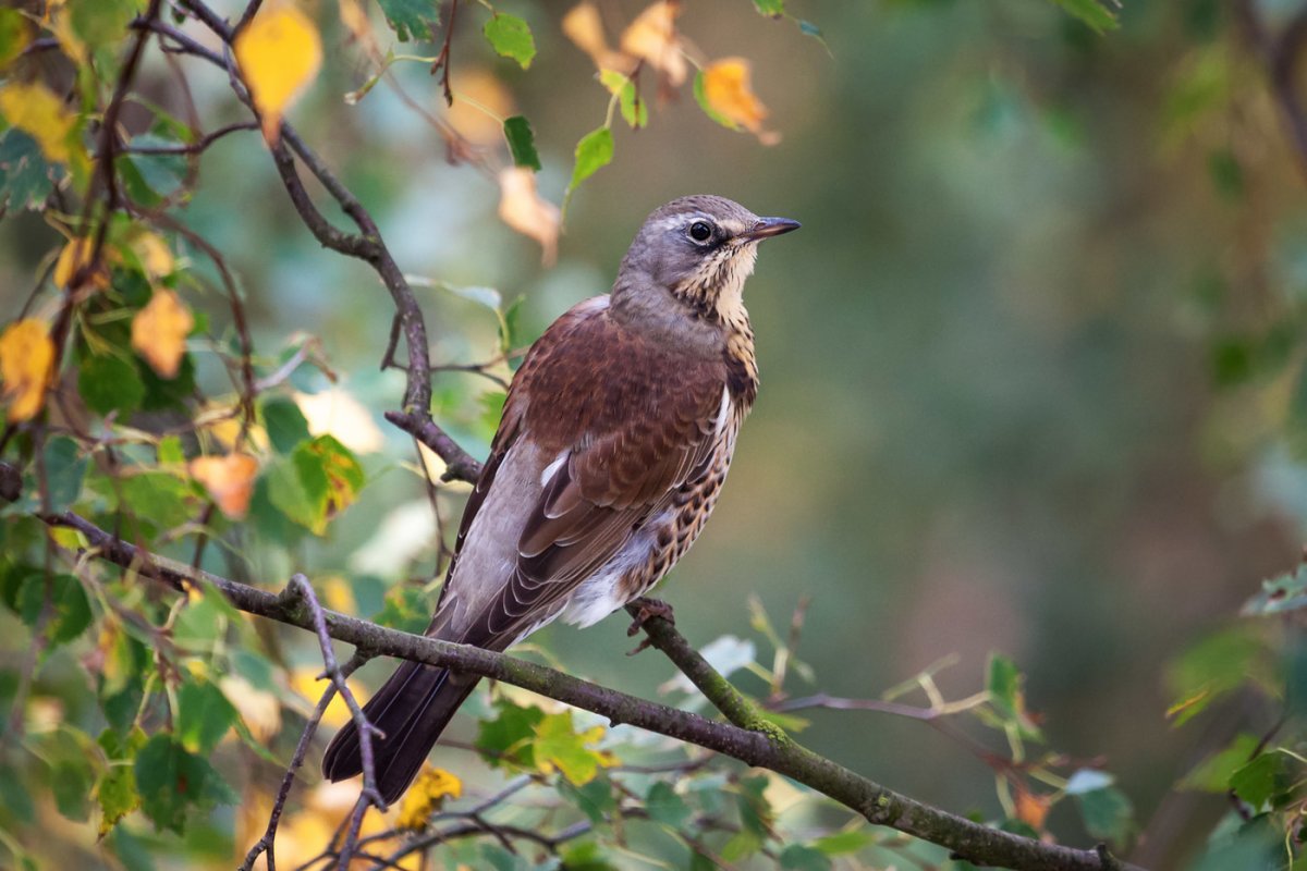 Алтайский заповедник певчий Дрозд