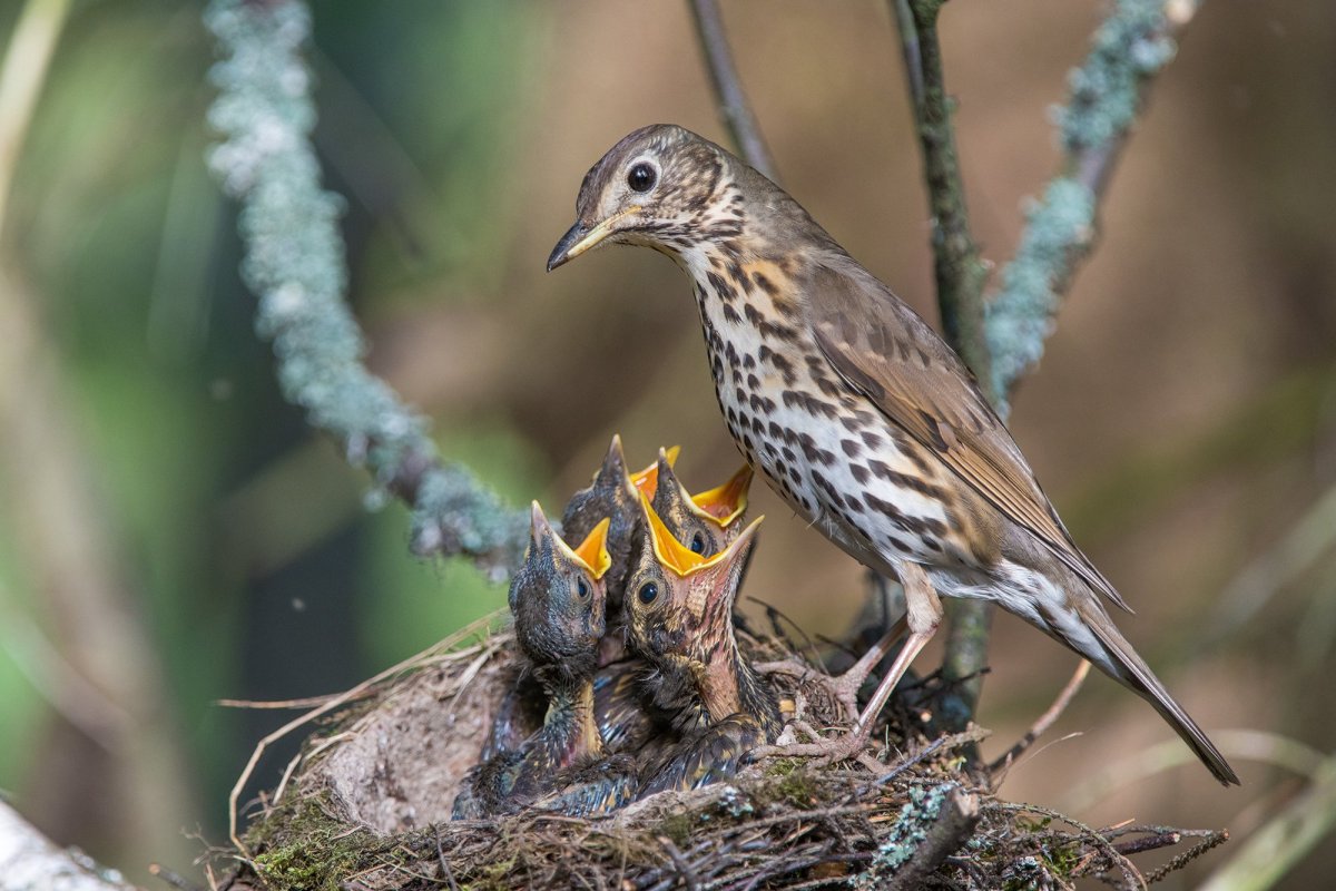 Певчий Дрозд самка