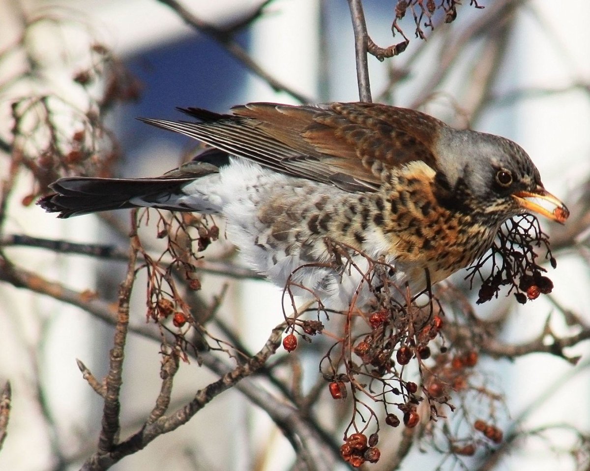 Деряба рябинник