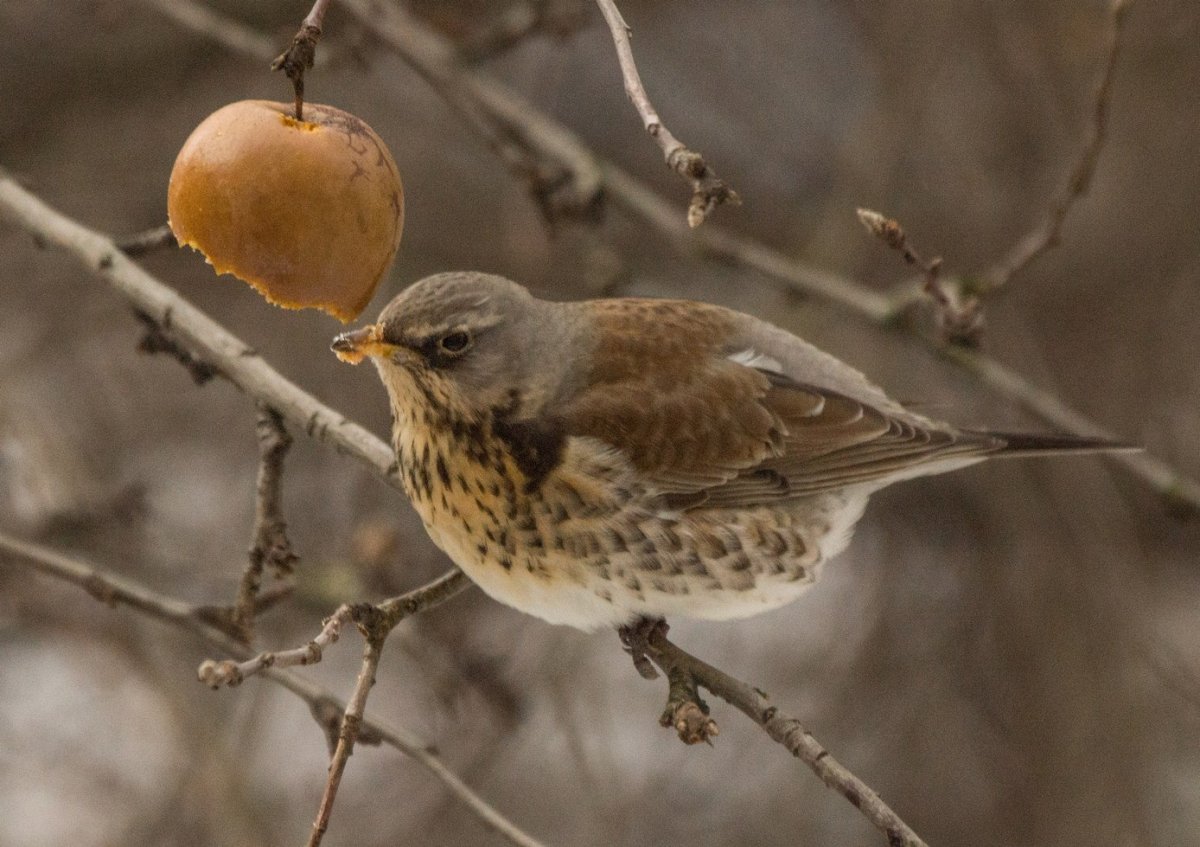 СВЕТЛОГРУДЫЙ Дрозд