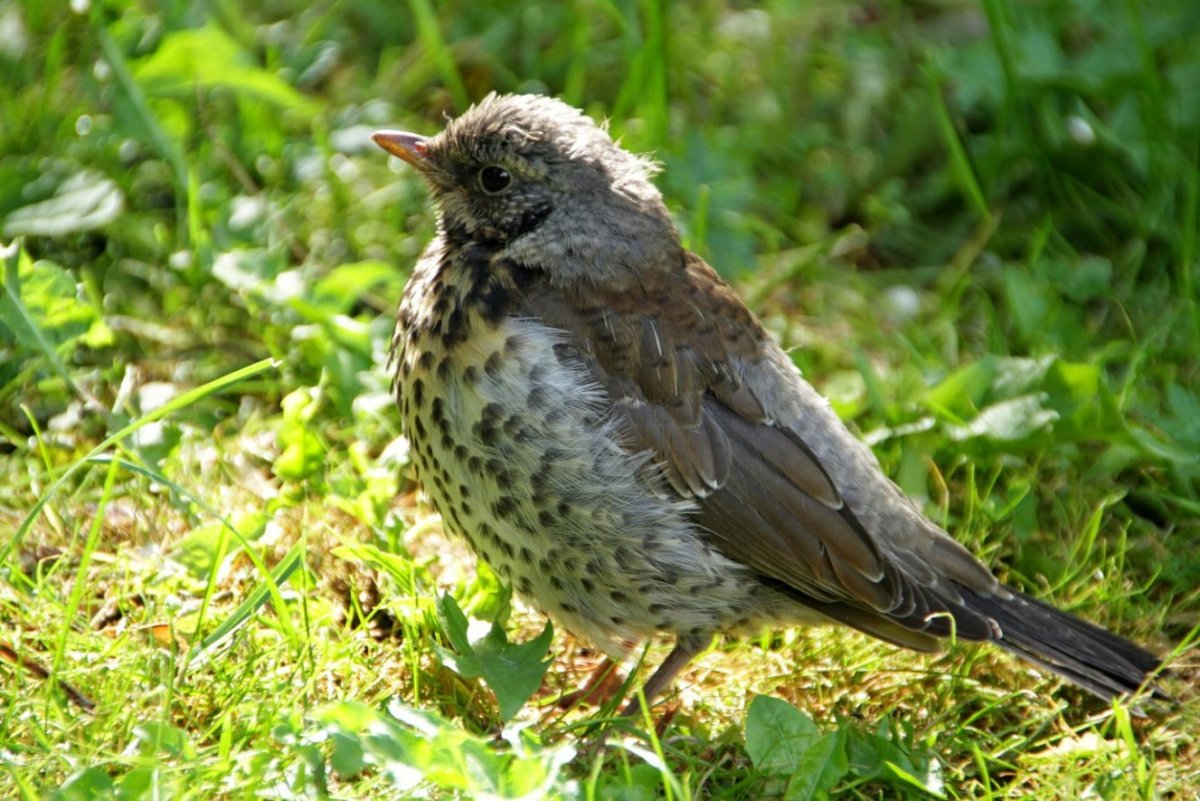 Серый певчий Дрозд