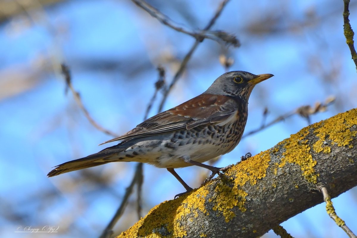 Дрозд Болеслав