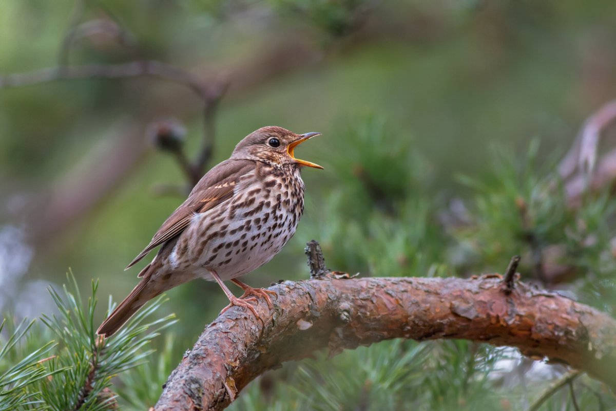 Певчий Дрозд трель