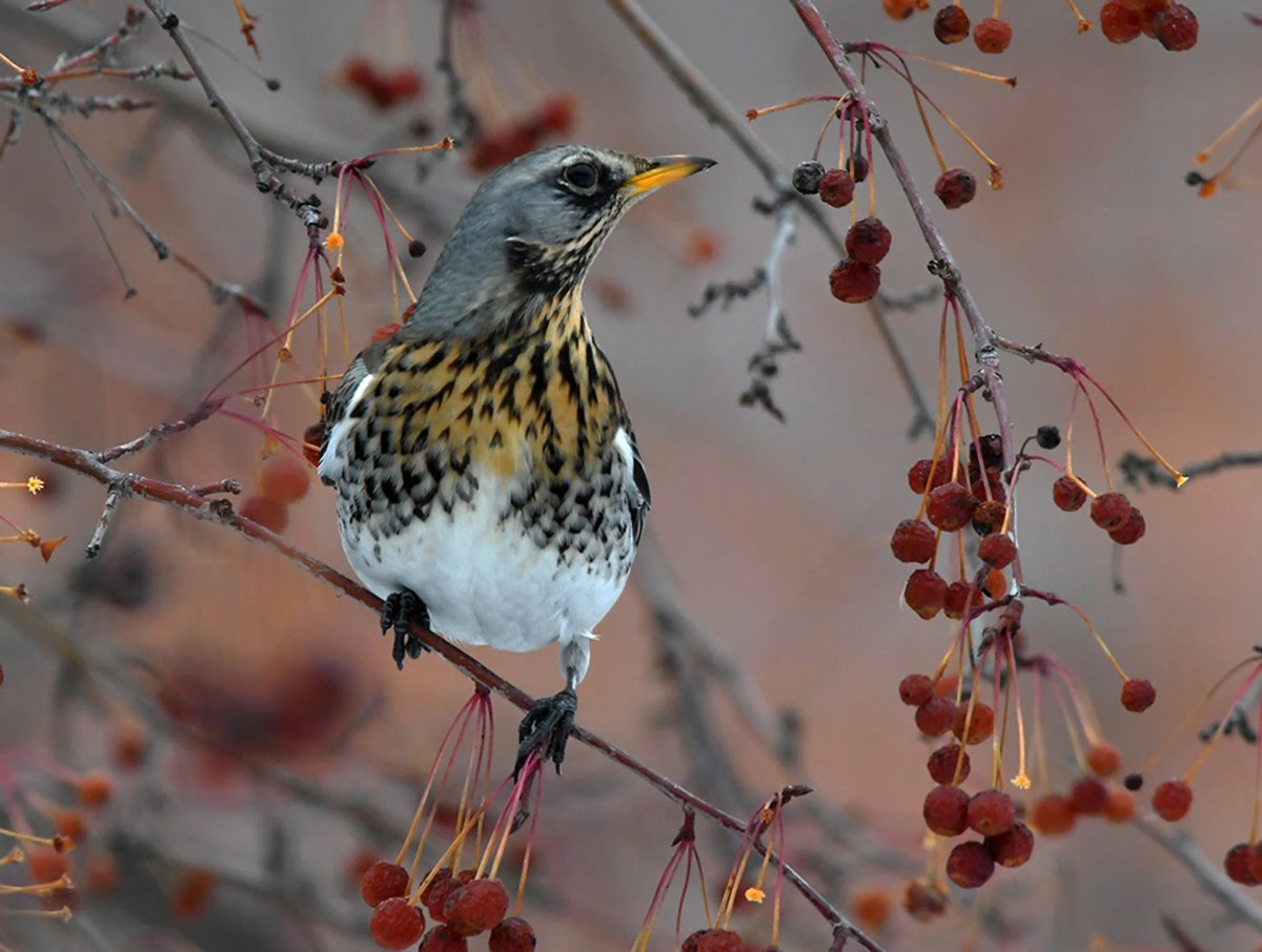 Птица Дрозд рябинник