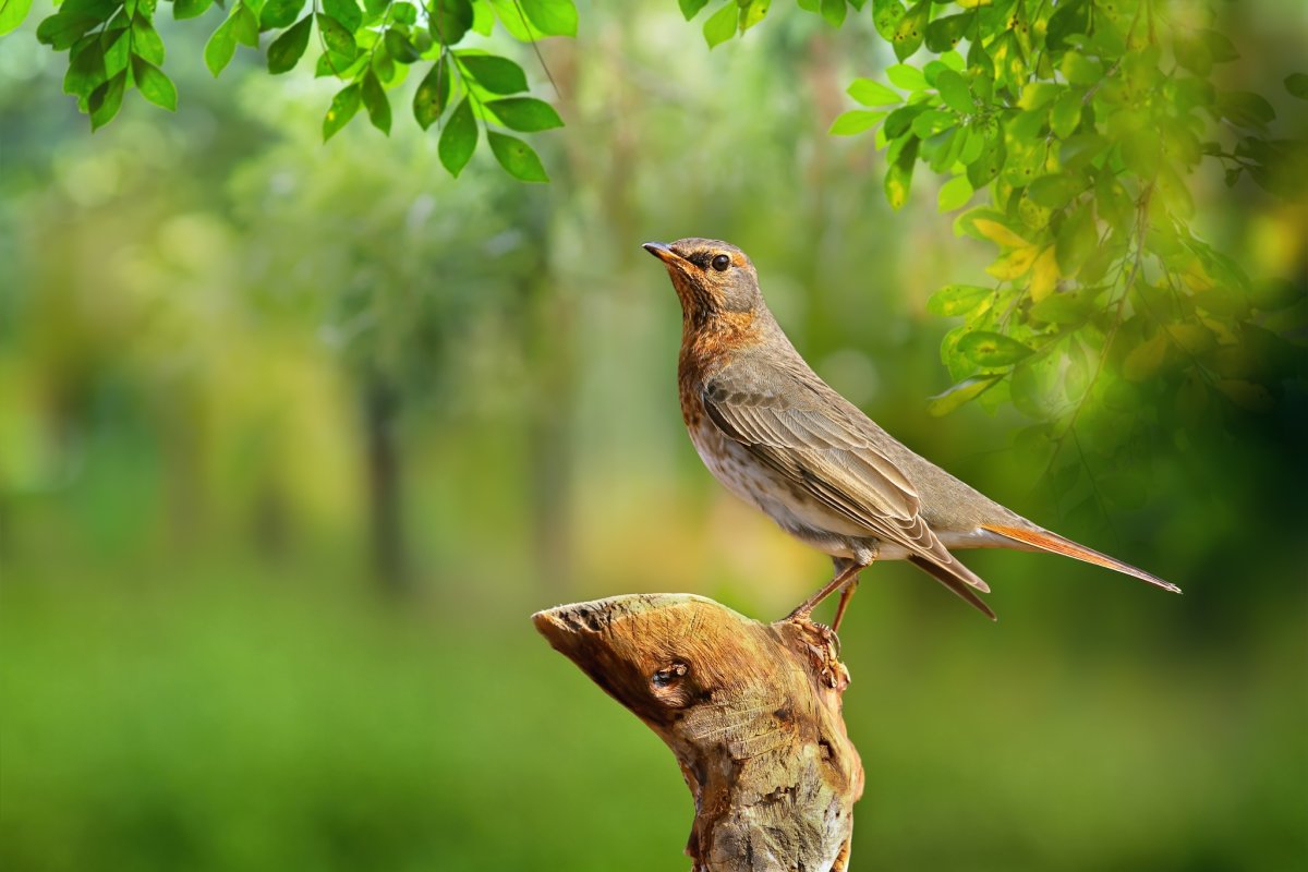 Соловей Перелетная птица
