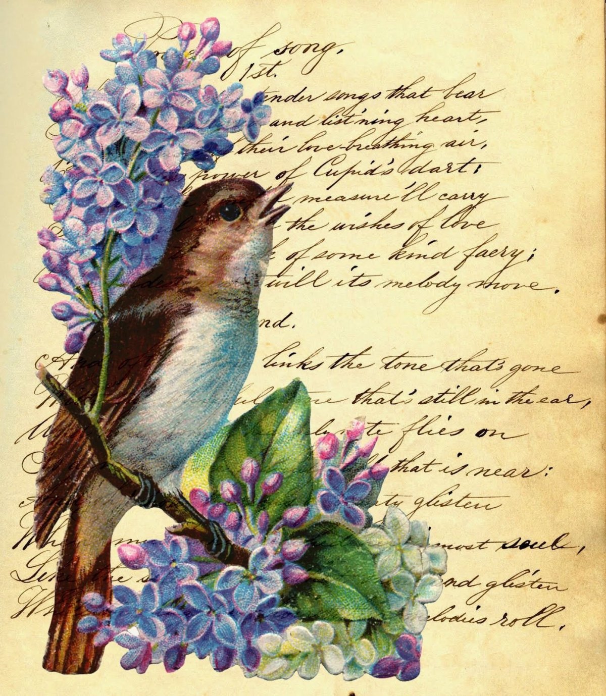 Птички летом