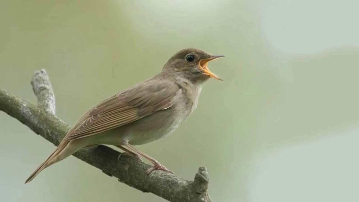 Певчие птицы в лесу