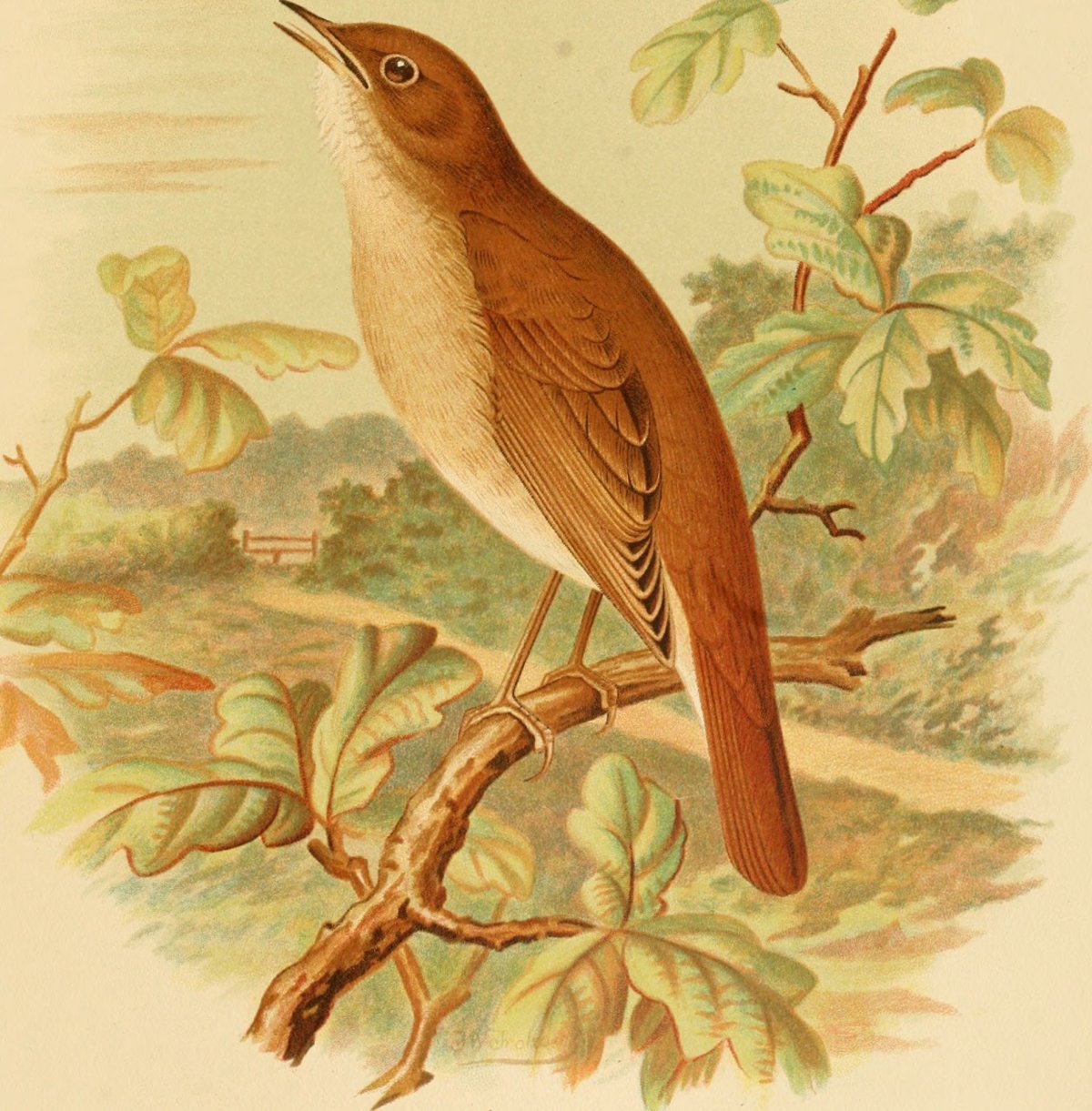 Птички на прозрачном фоне