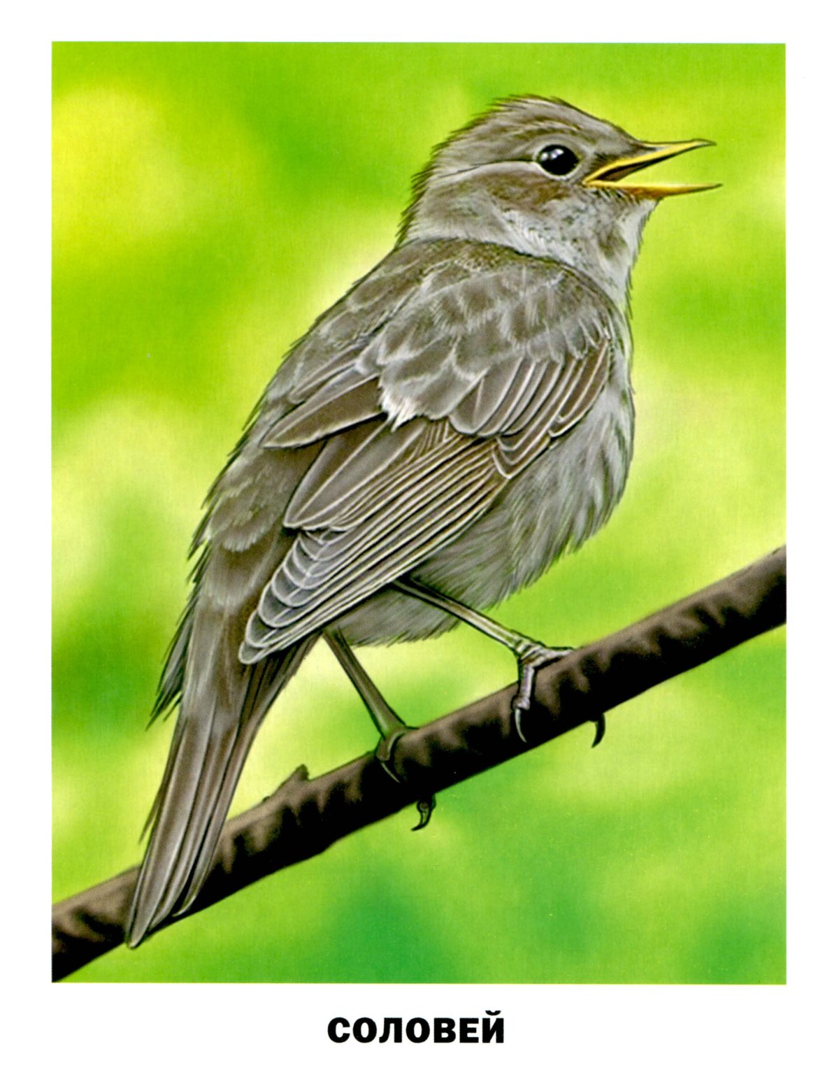 Птица иллюстрация