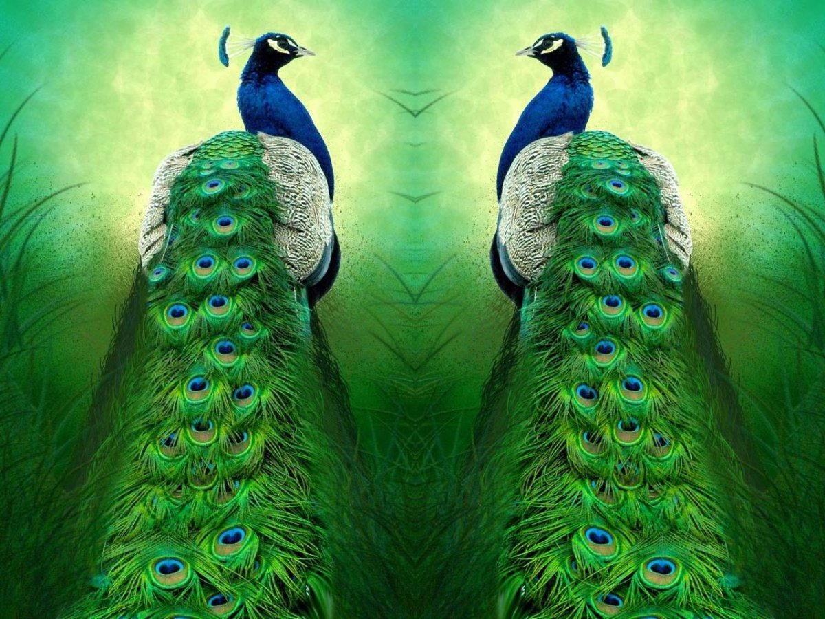 Павлины два