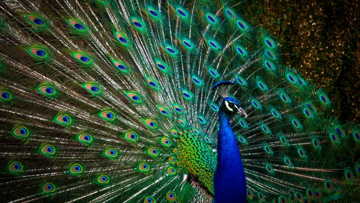 Обои на рабочий стол Павлин