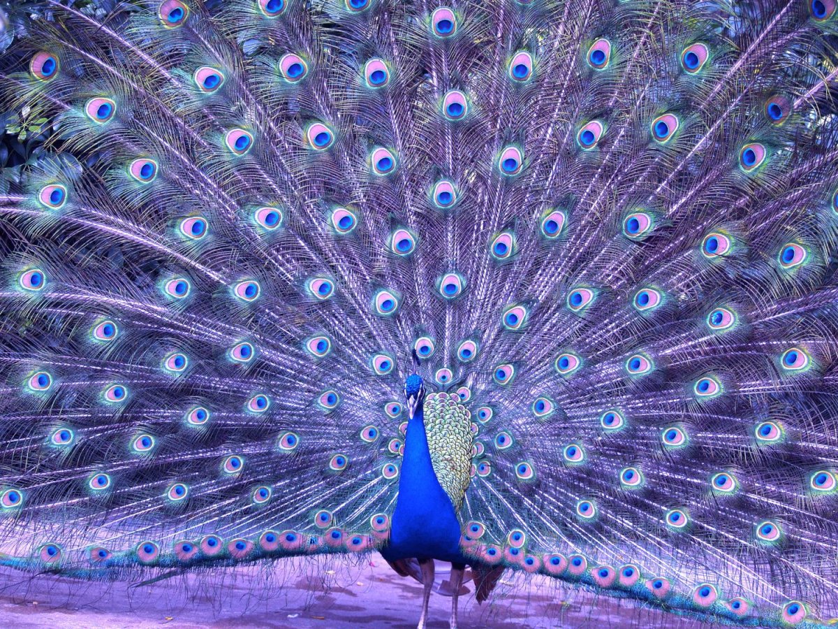 Павлин породы Миднайт