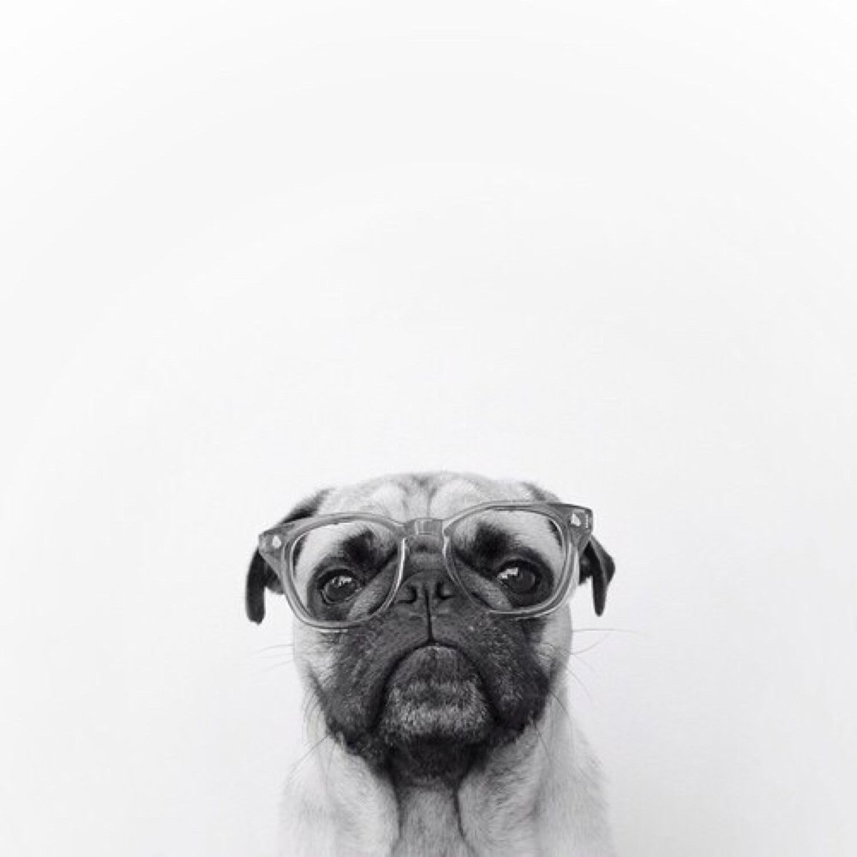 Мопс выглядывает