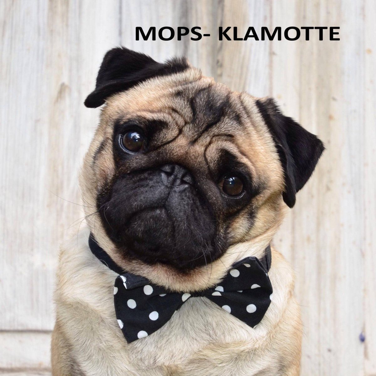 Мопсы в тое боке