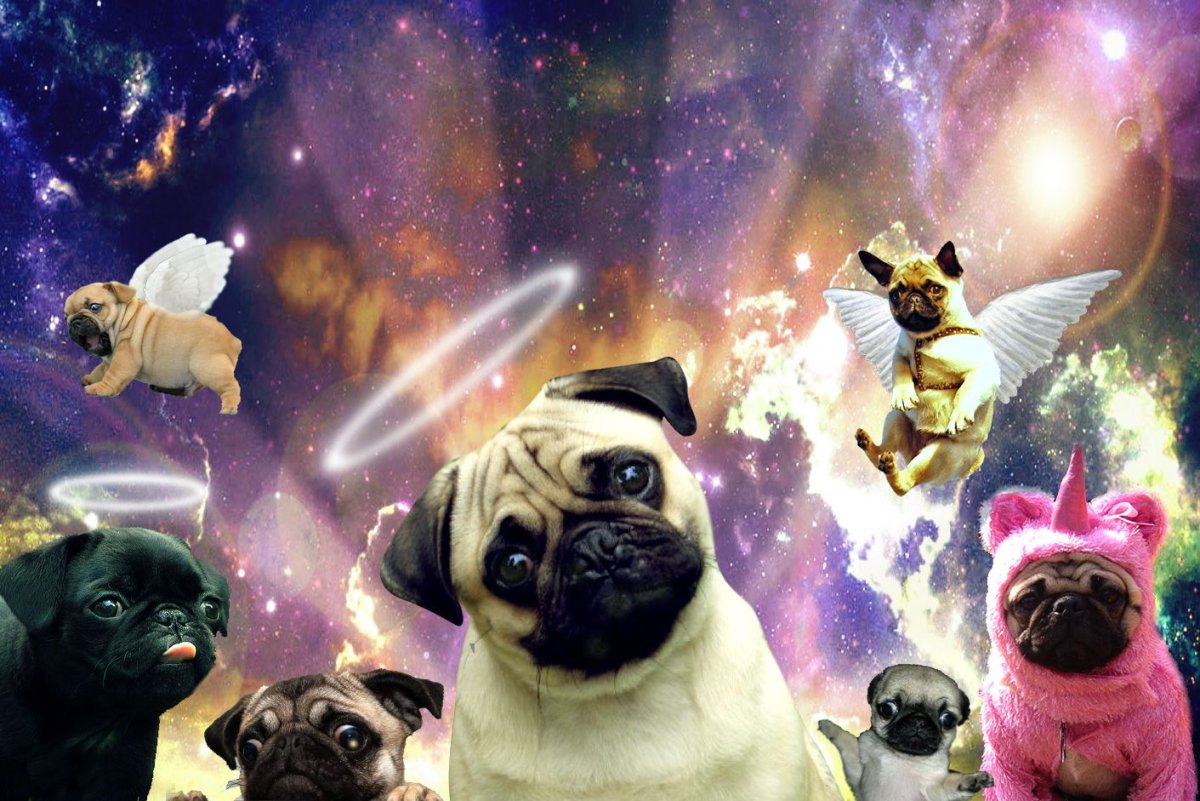 Мопс в космосе