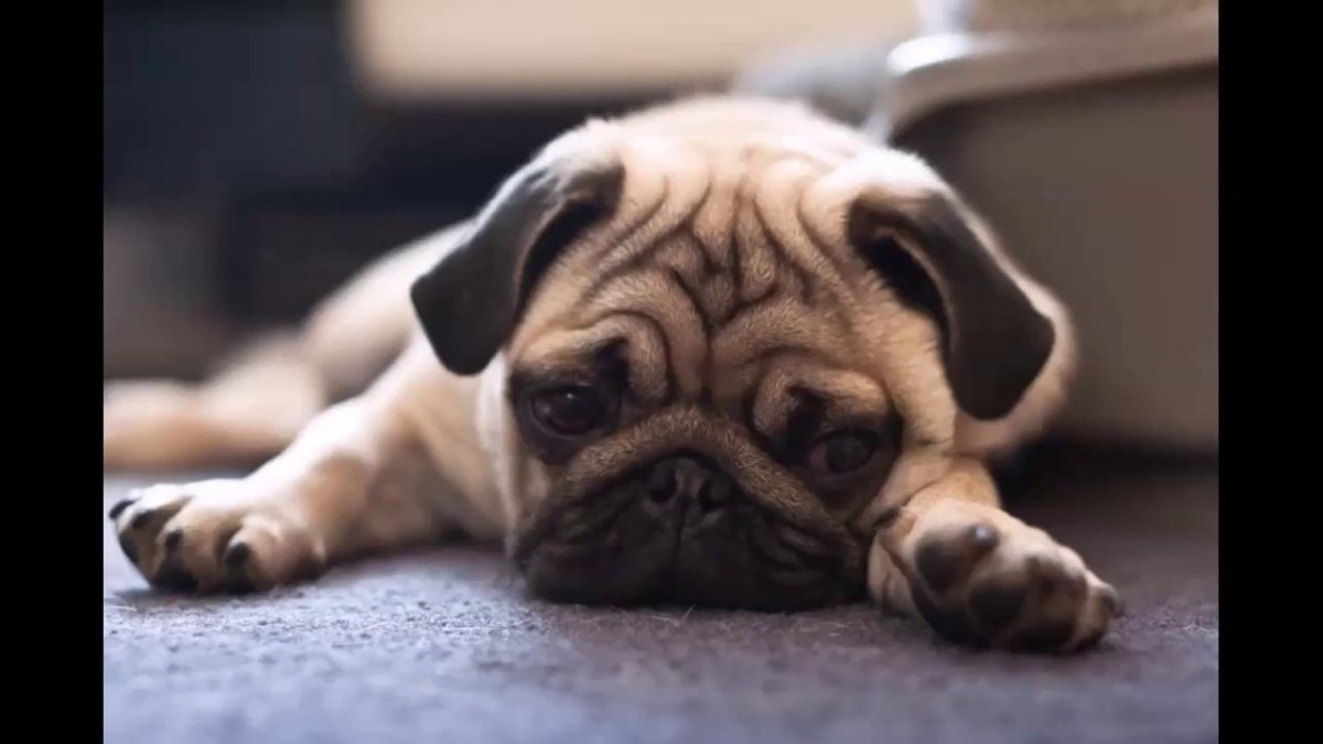 Ава мопсика