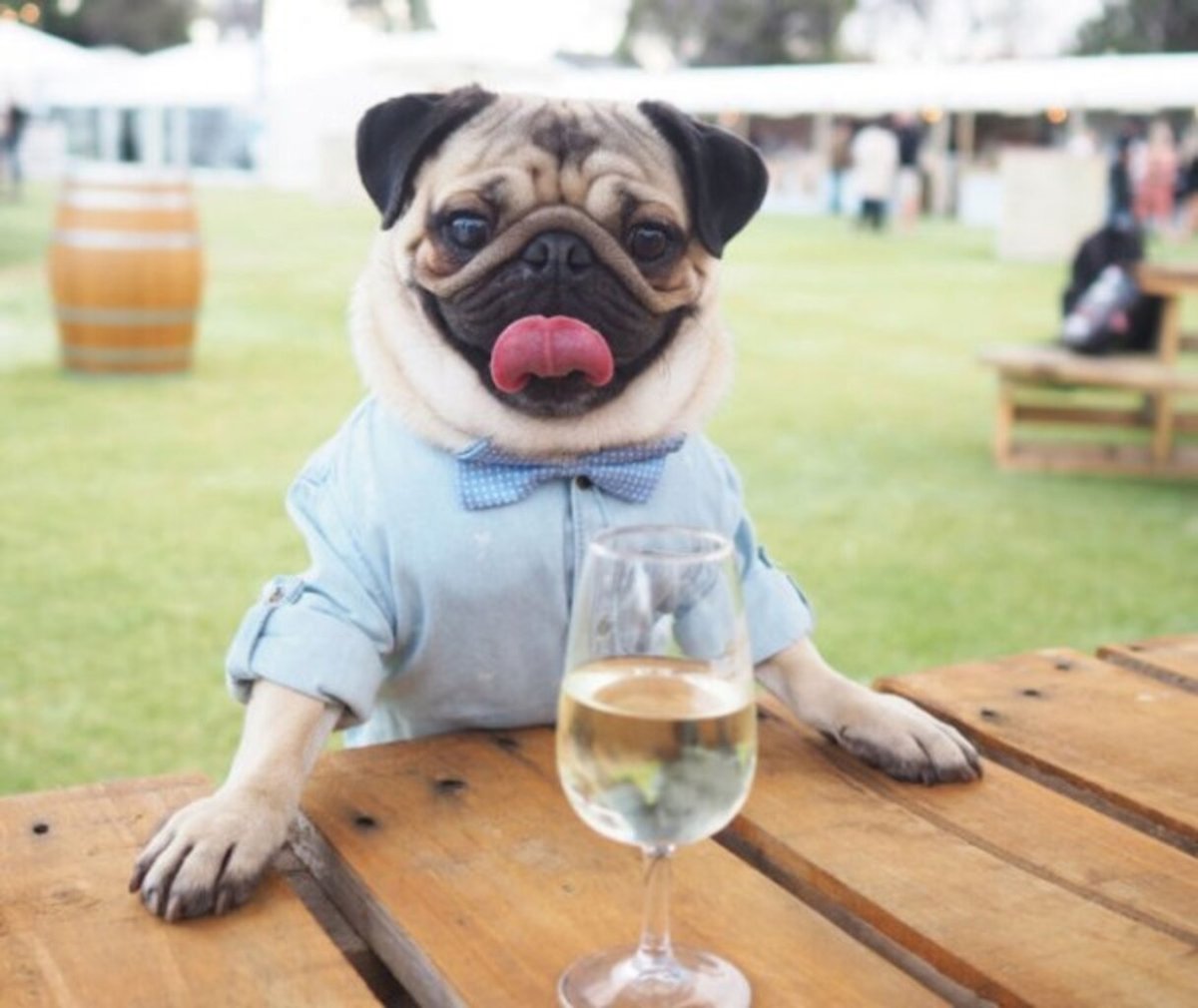 Мопс с вином