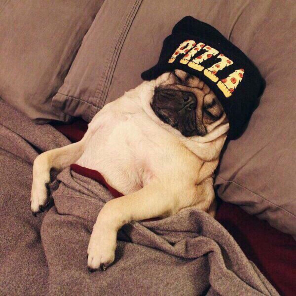 Накаченный Мопс ава