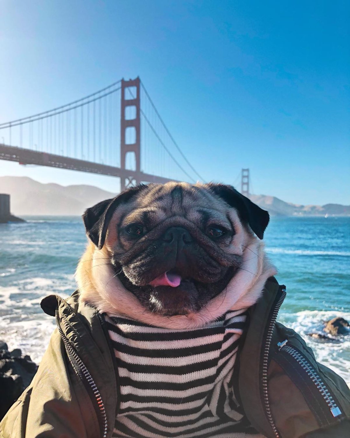 Крутой Мопс