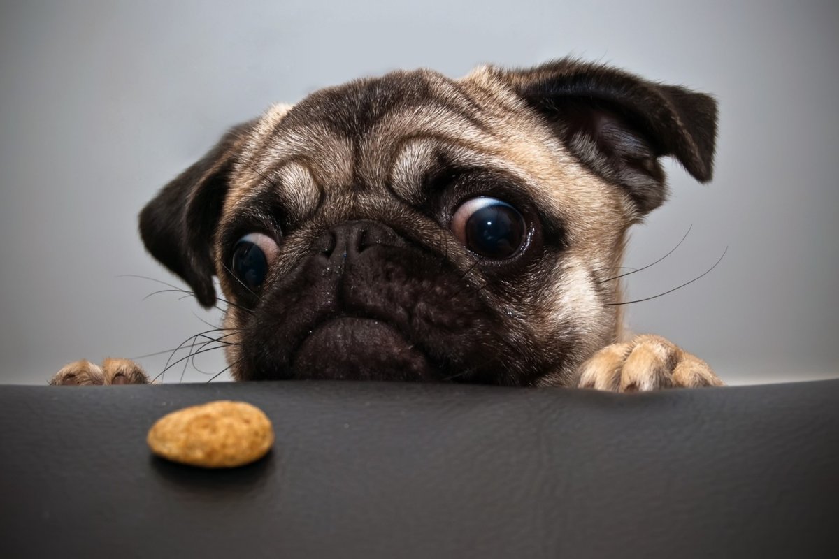 Косоглазый Мопс