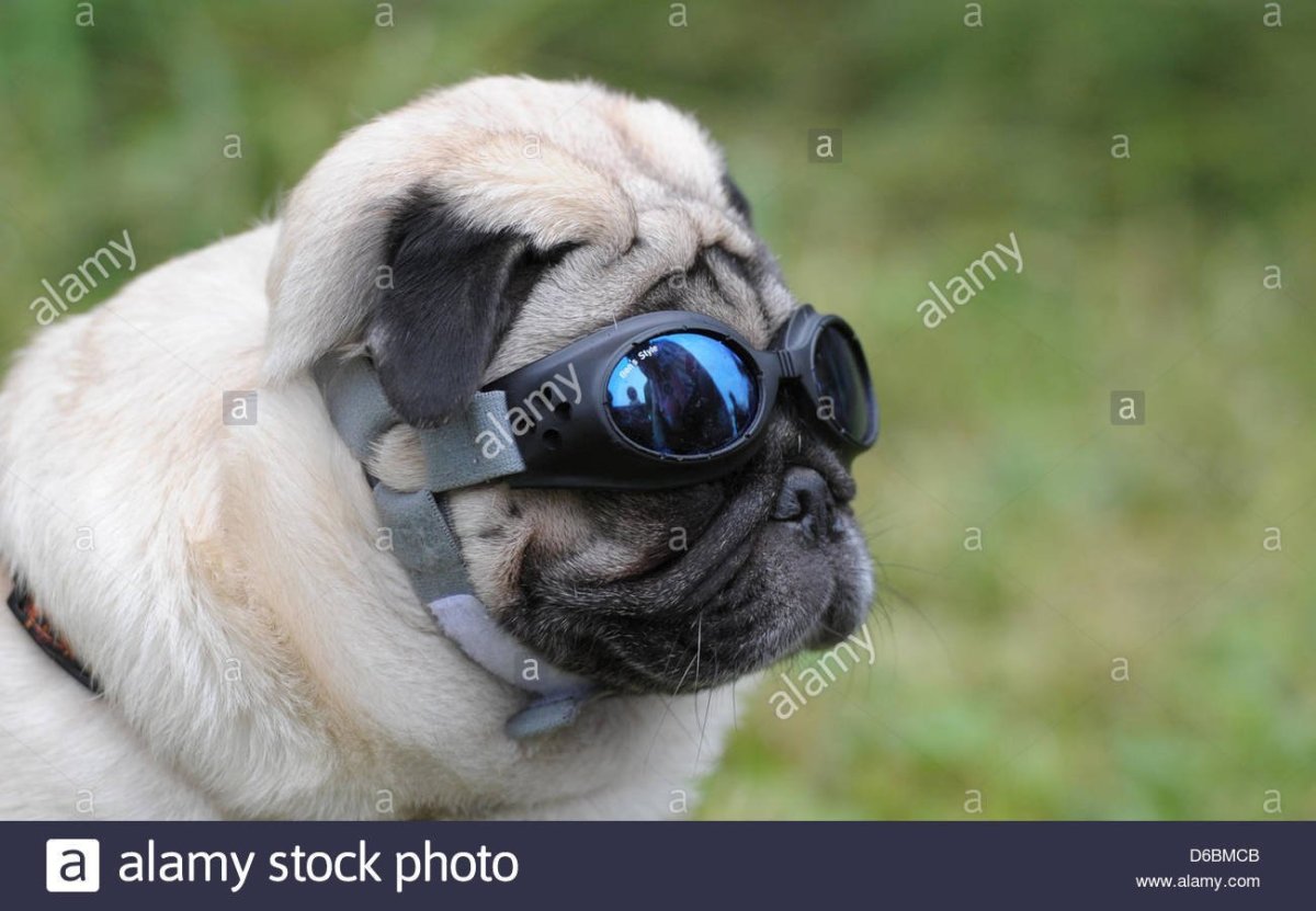 Мопс очкодёр