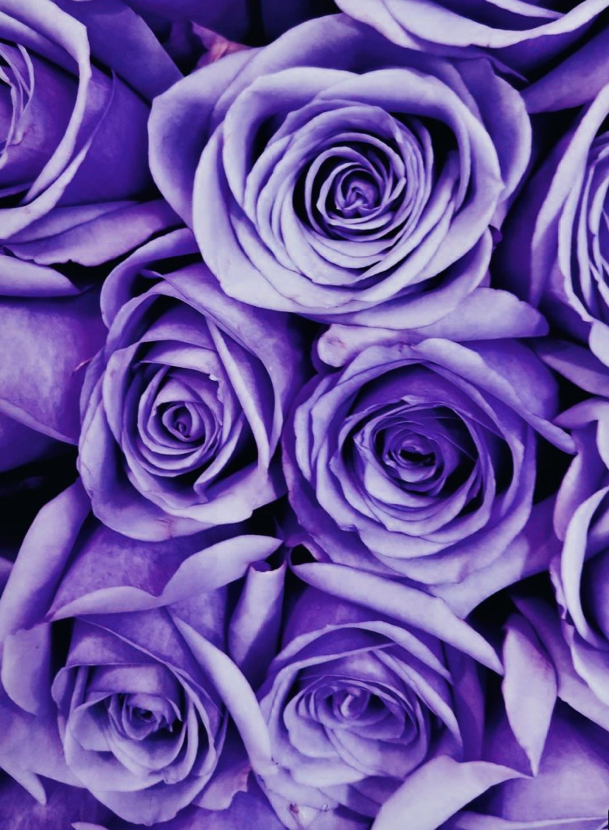 Сиреневый цвет