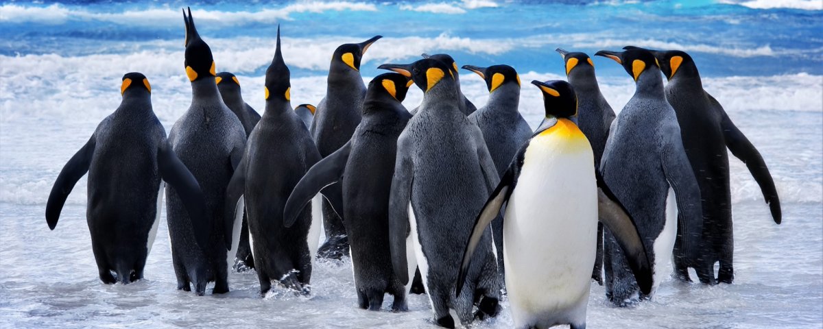 Императорский Пингвин гифка