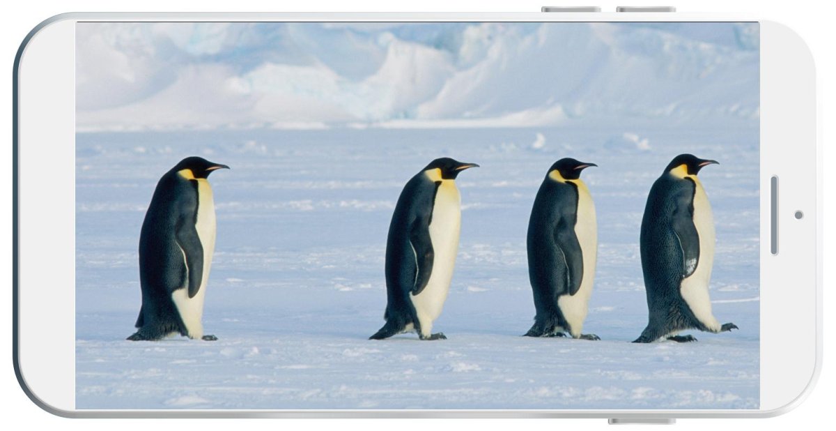 Пеликан Пингвин