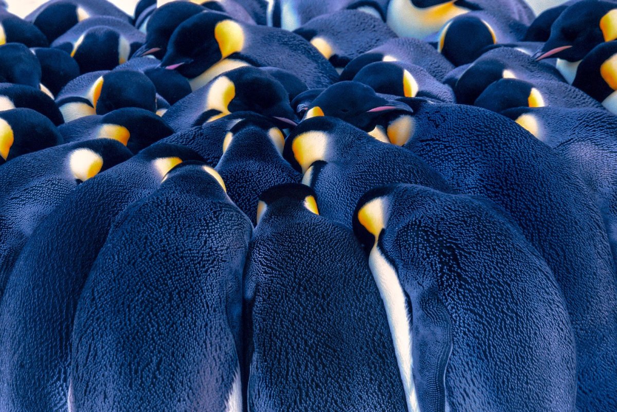 Антарктида переворачиватель пингвинов