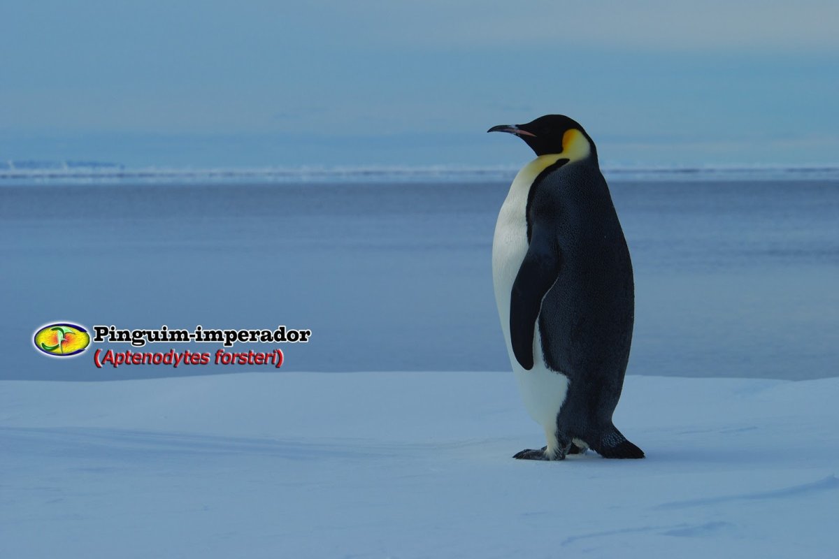 Императорский Императорский Пингвин