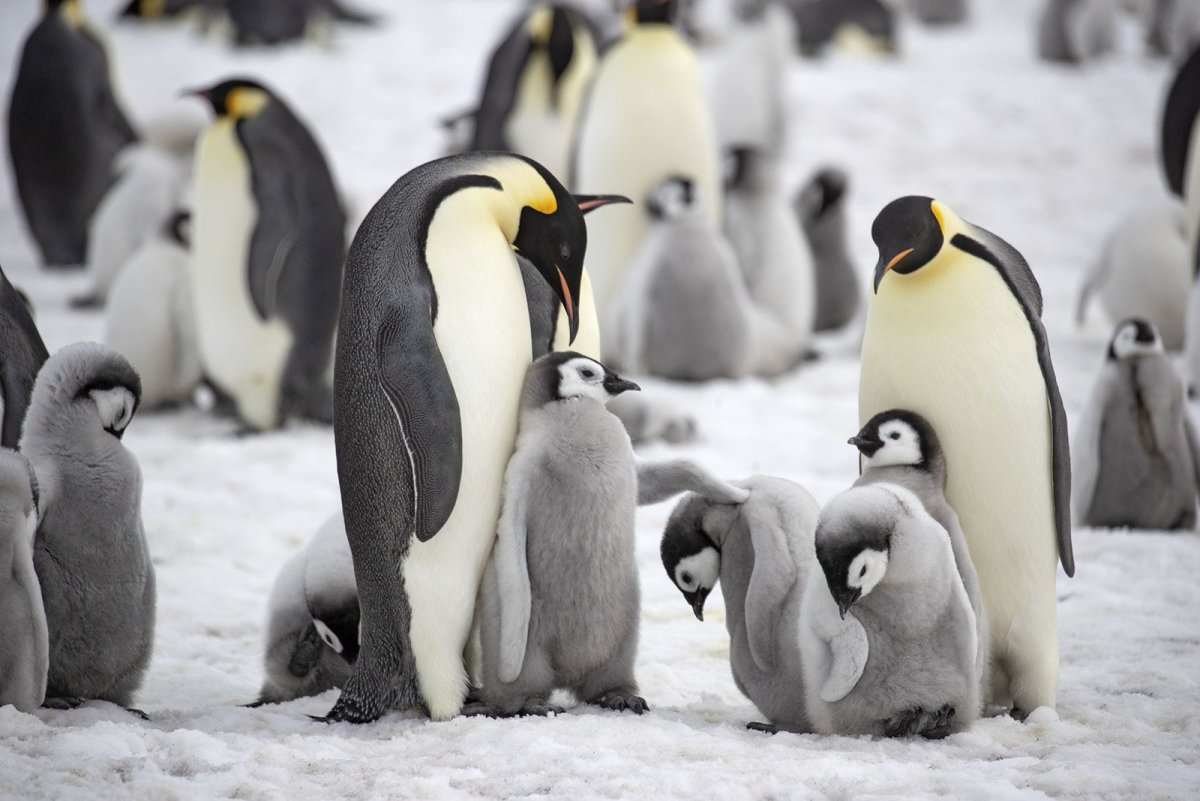 Пингвины коллектив