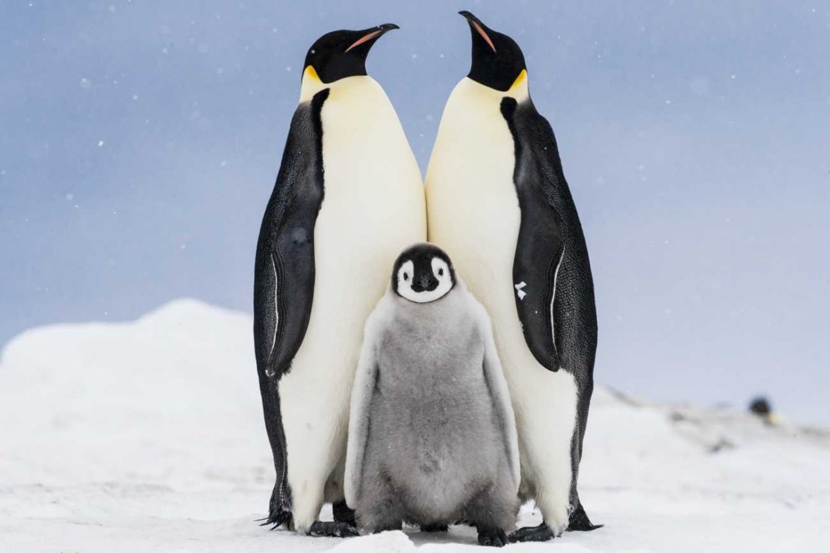 Пингвины и Пингвинята