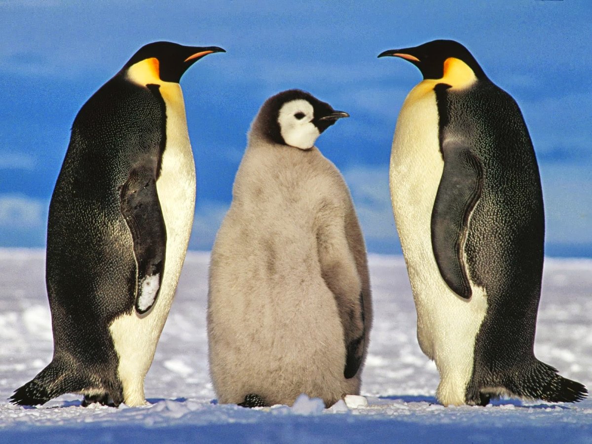 Императорский Пингвин в Антарктиде