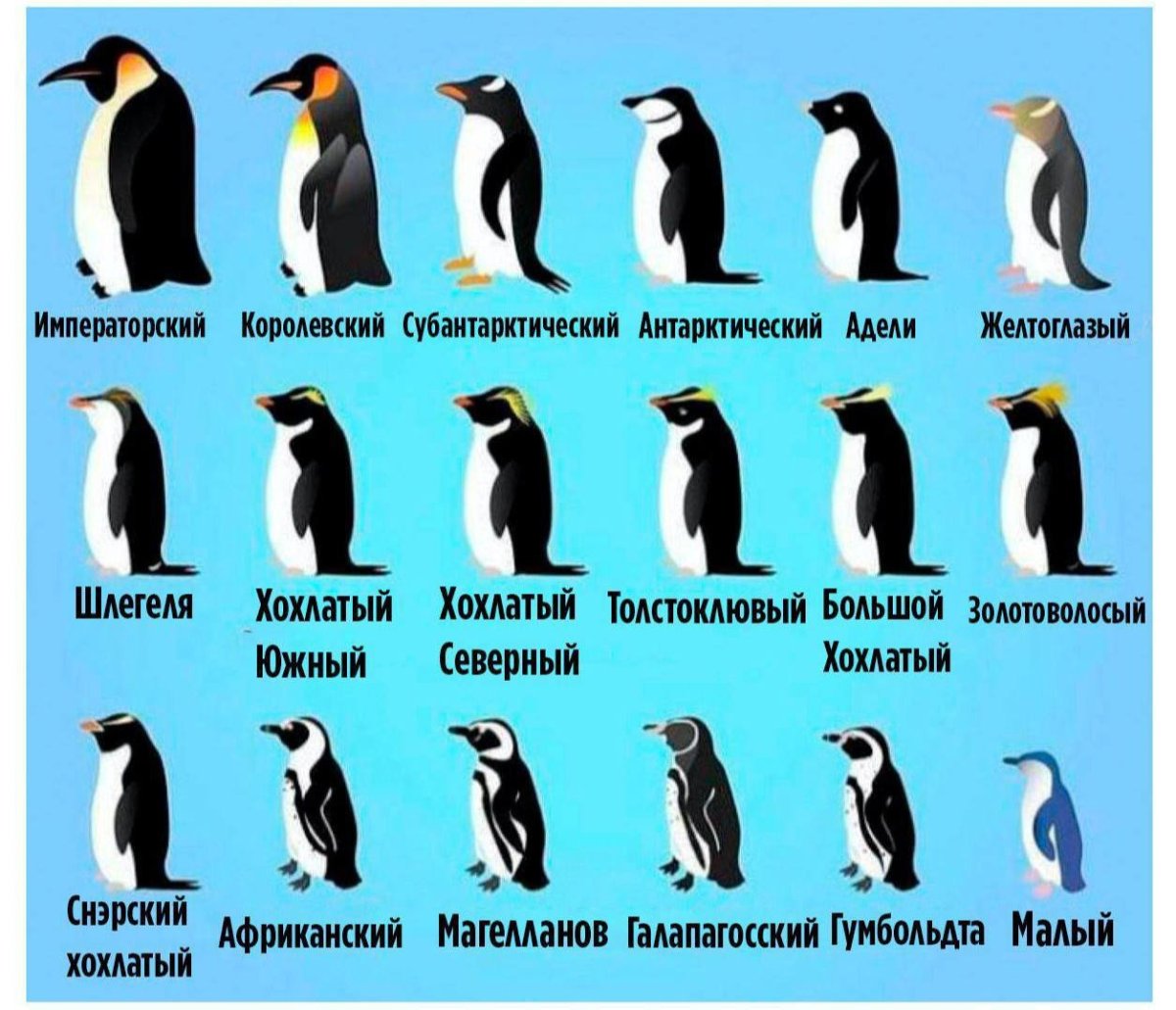 Колонии императорских пингвинов