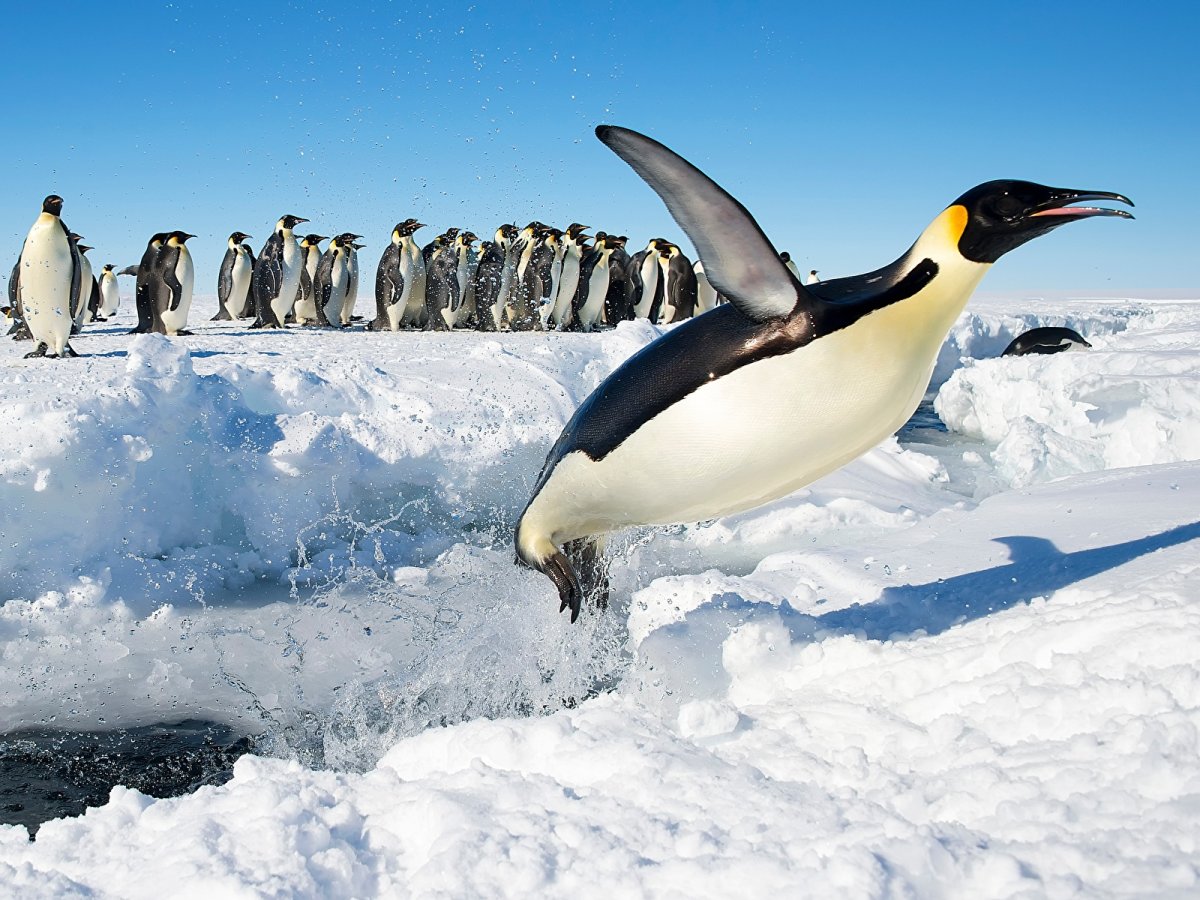 Императорский Пингвин чемпион