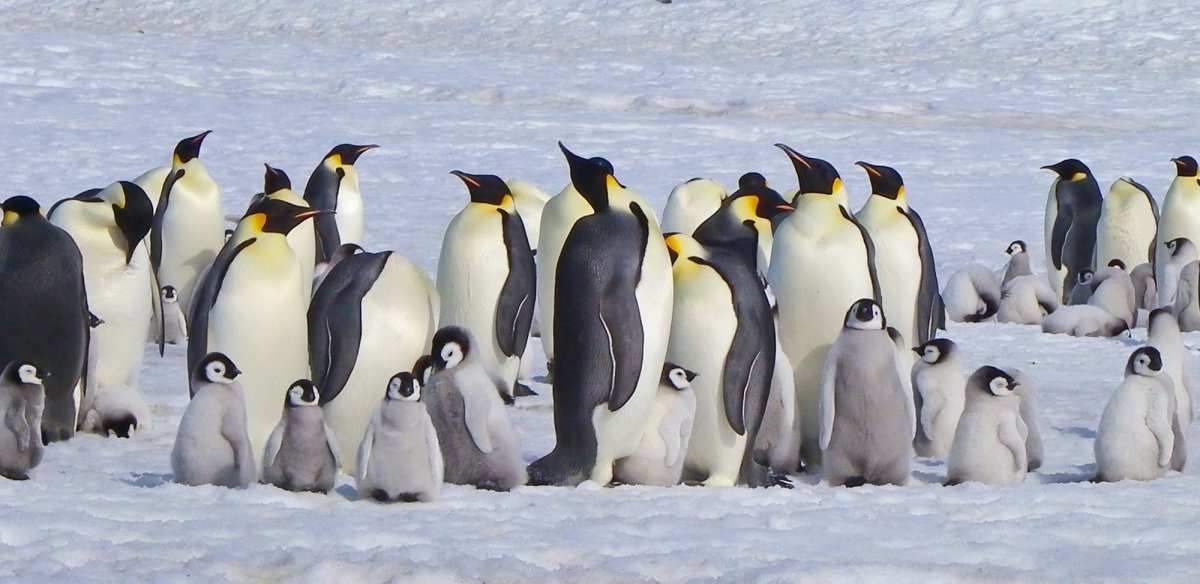 Королевский Пингвин в Антарктиде