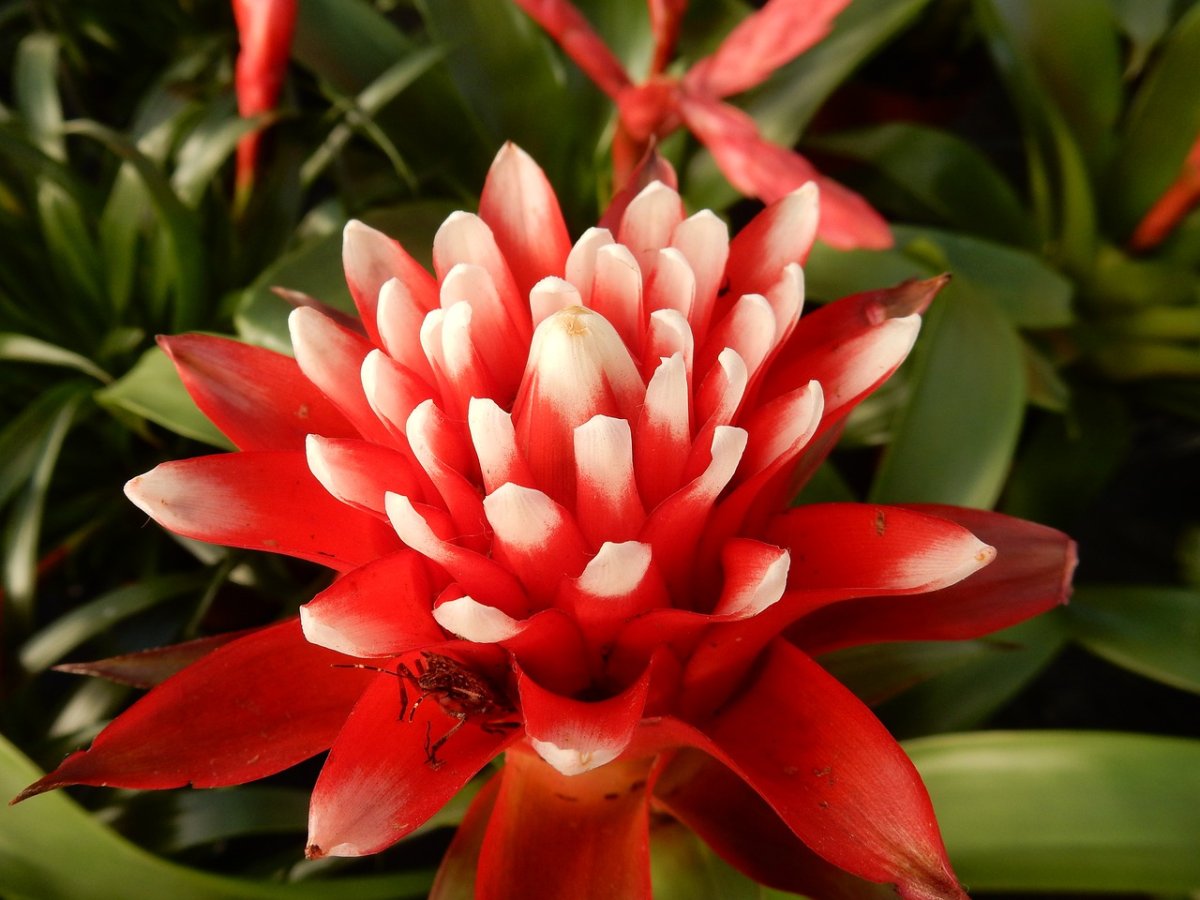 Bromeliad Matchstick. Бромелия
