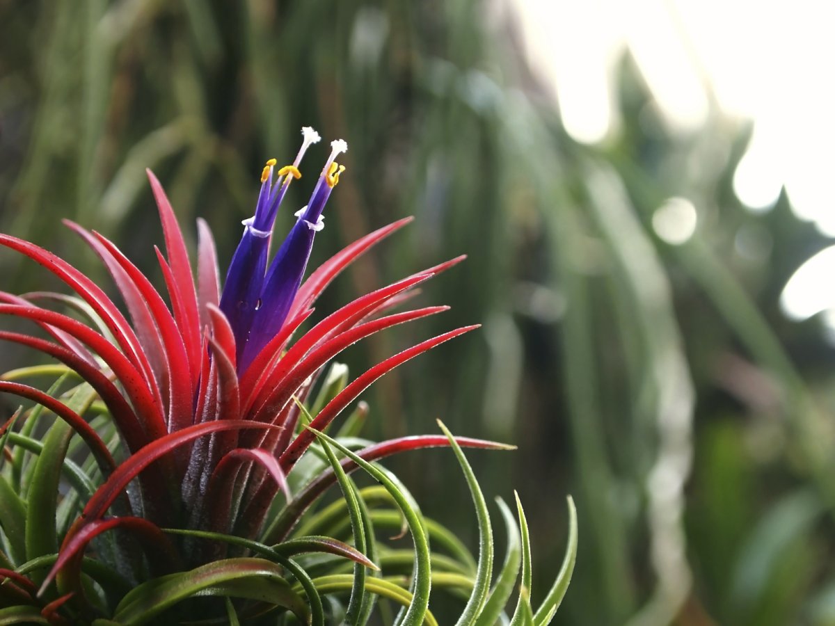 Семейство Бромелиевые