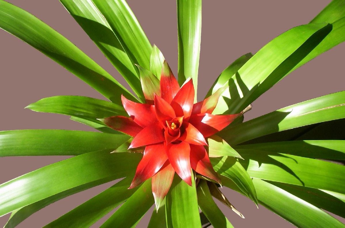 Гузмания красная