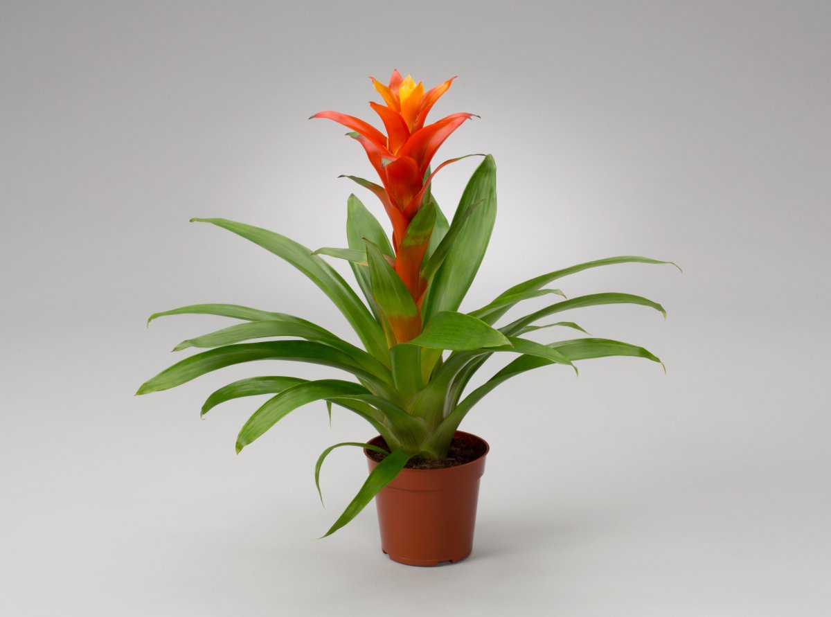 Гузмания Хильда