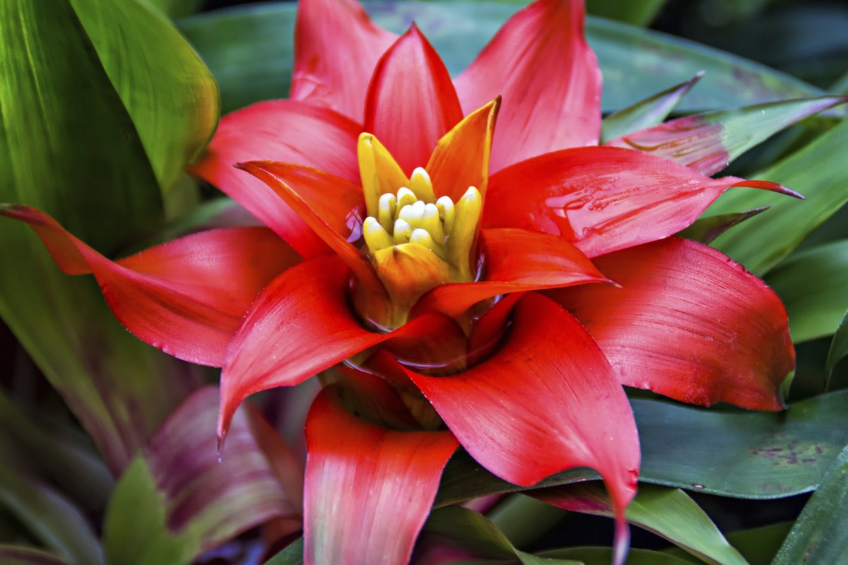 Гузмания Никарагуанская (Guzmania nicaraguensis)