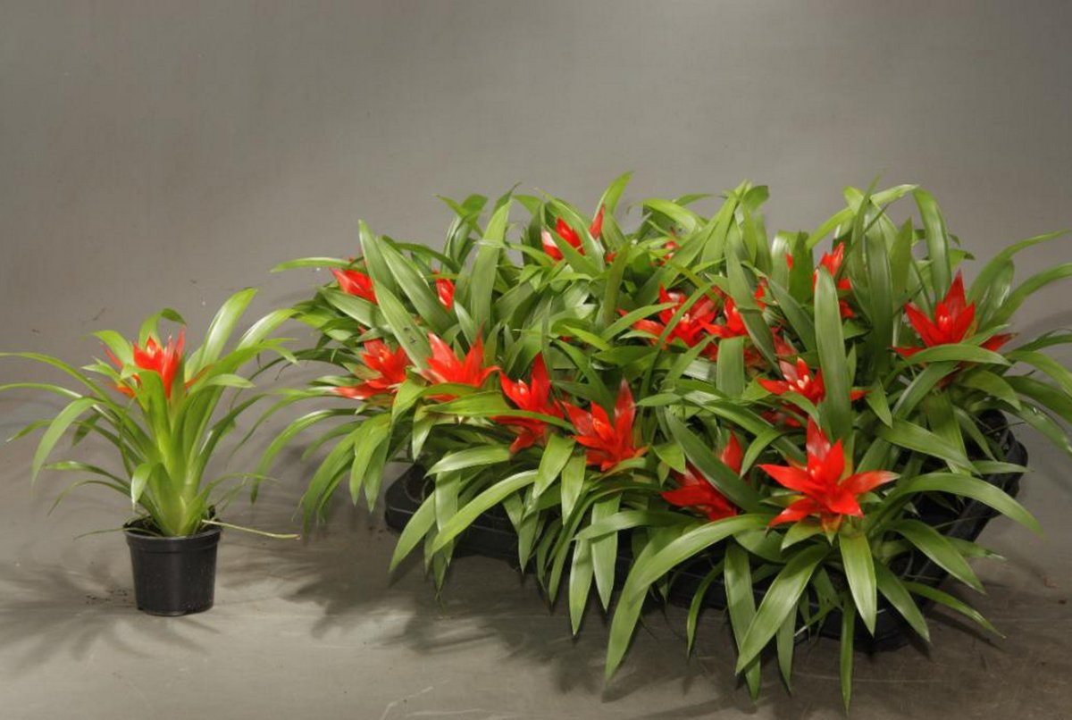 Гузмания Эхмея