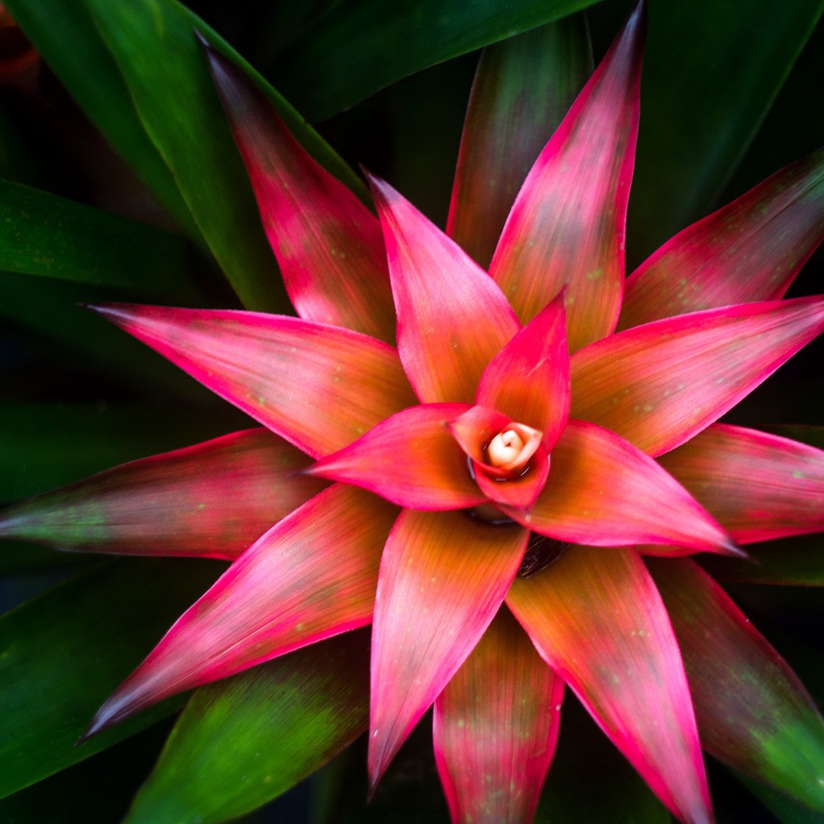 Цветок бромелия гузмания