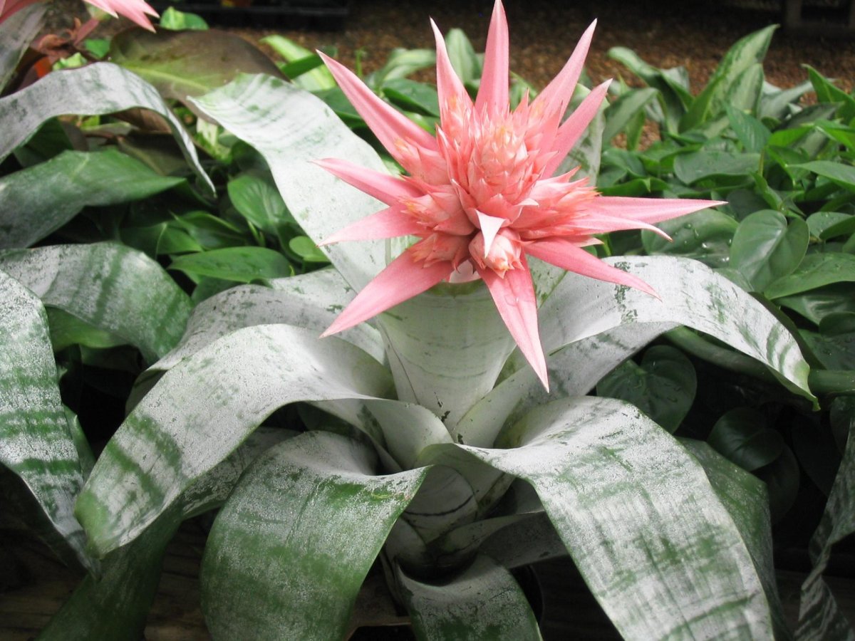 Гузмания Темпо цветок