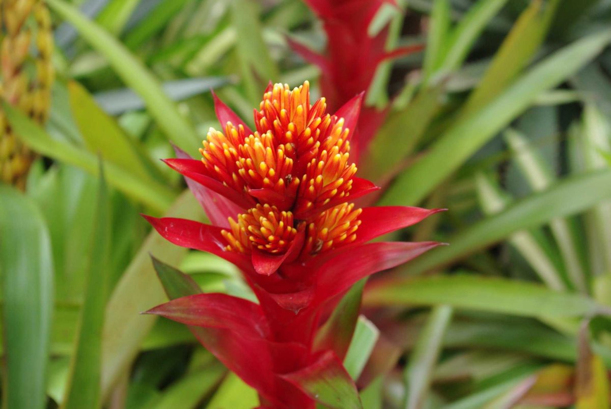 Бромелия гузмания