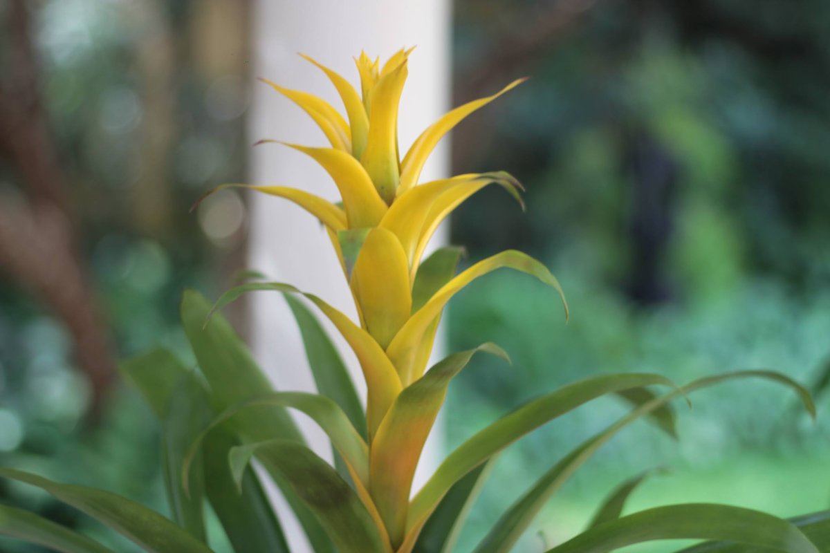 Гузмания микс цветок